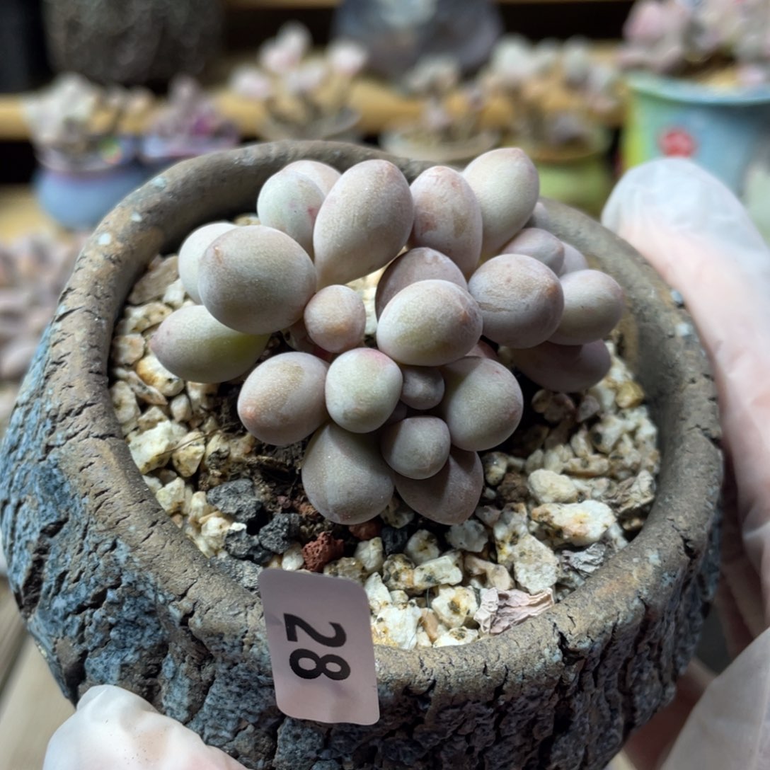 桃花奶酪多肉植物