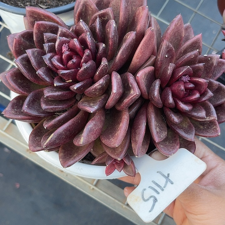 两单包邮，一物一拍。115玫瑰