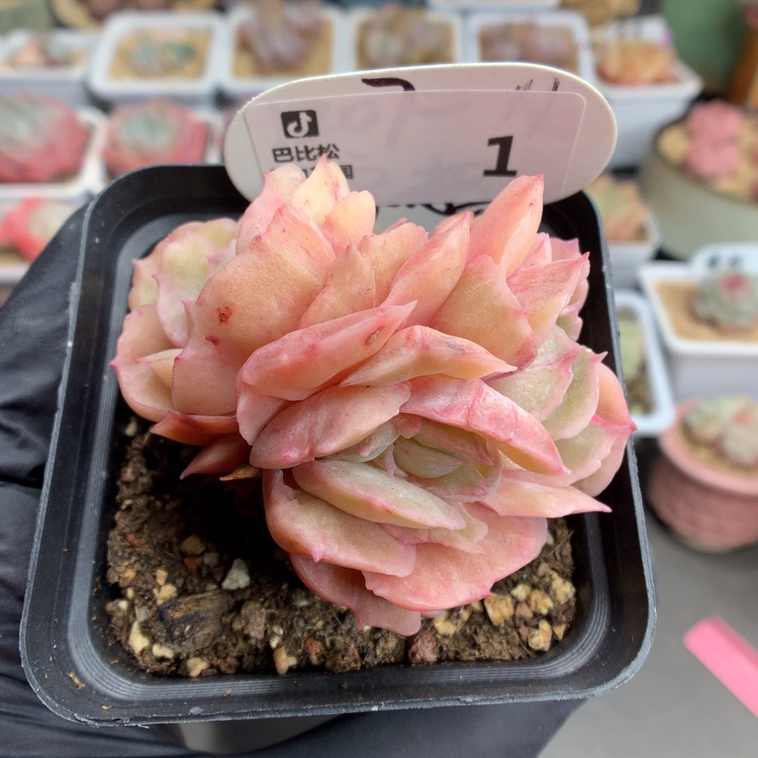 1 昂斯诺石化多肉