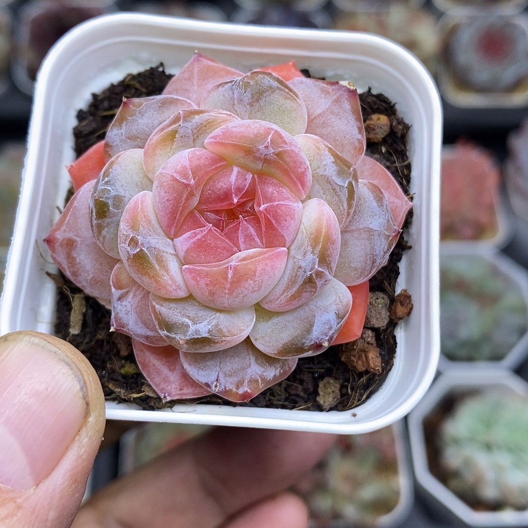 糖心5厘米盆多肉植物