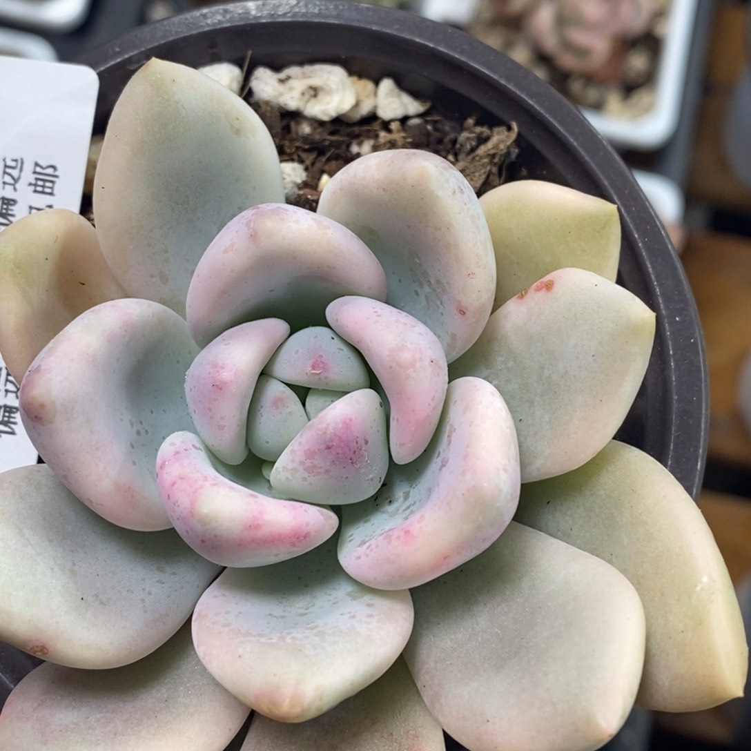 476奥普锦单头带根