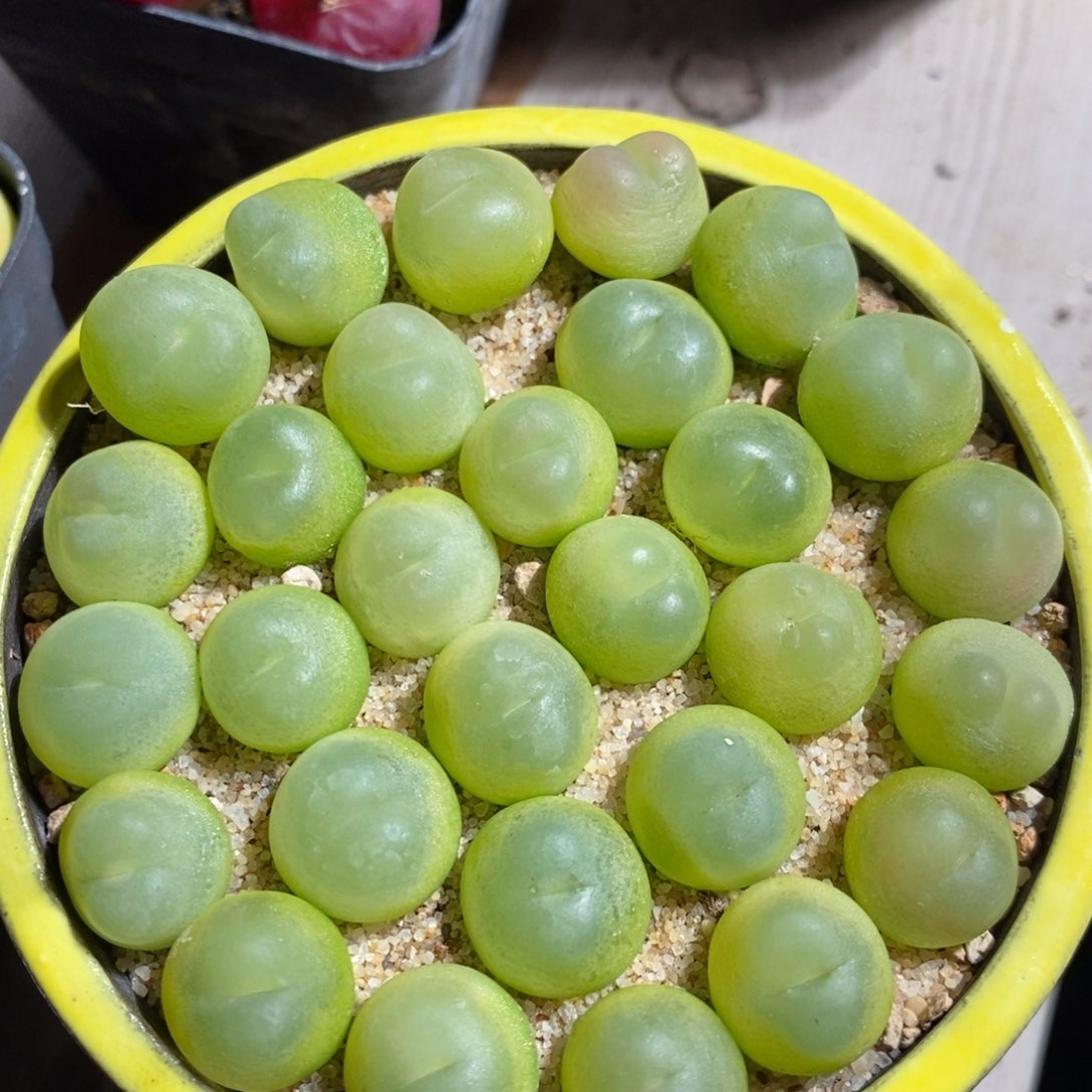 14152拉登一颗 一个