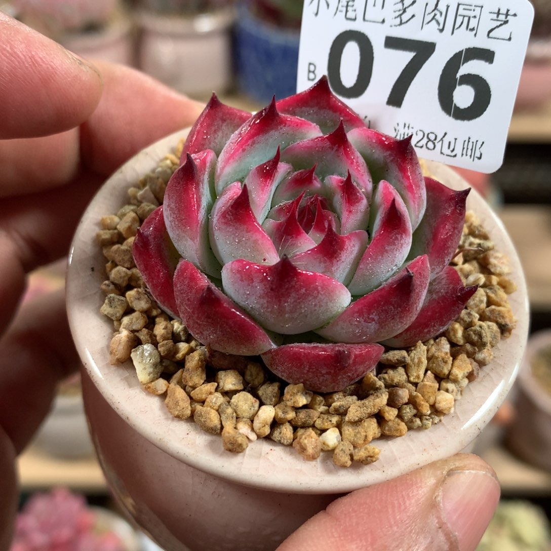 小尾巴多肉园艺5CM迷你拇指盆栽B076