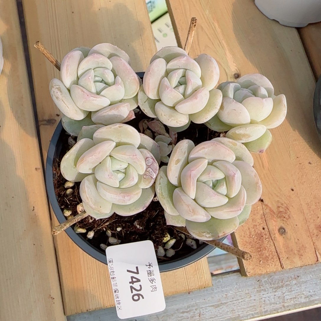 长杆冰玉，7426多肉植物