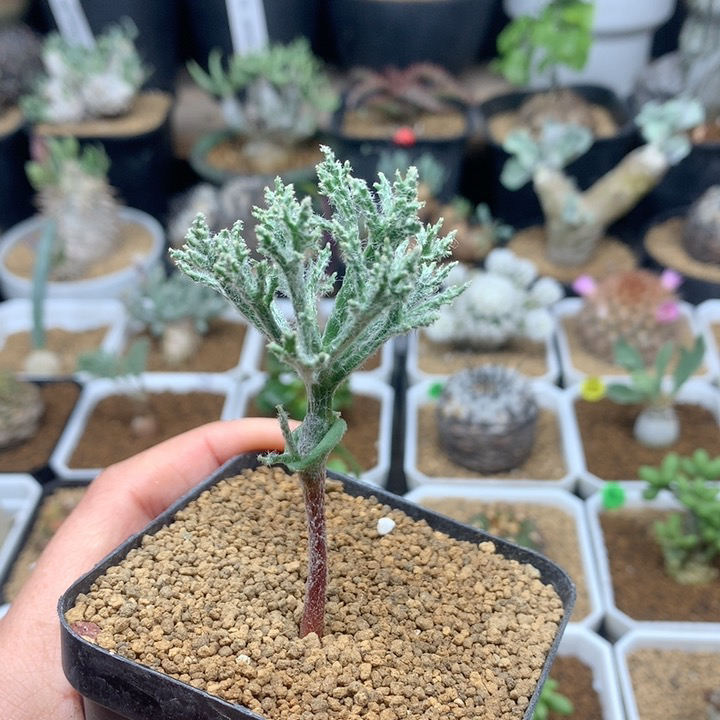 将军幡雾冰玉带盆