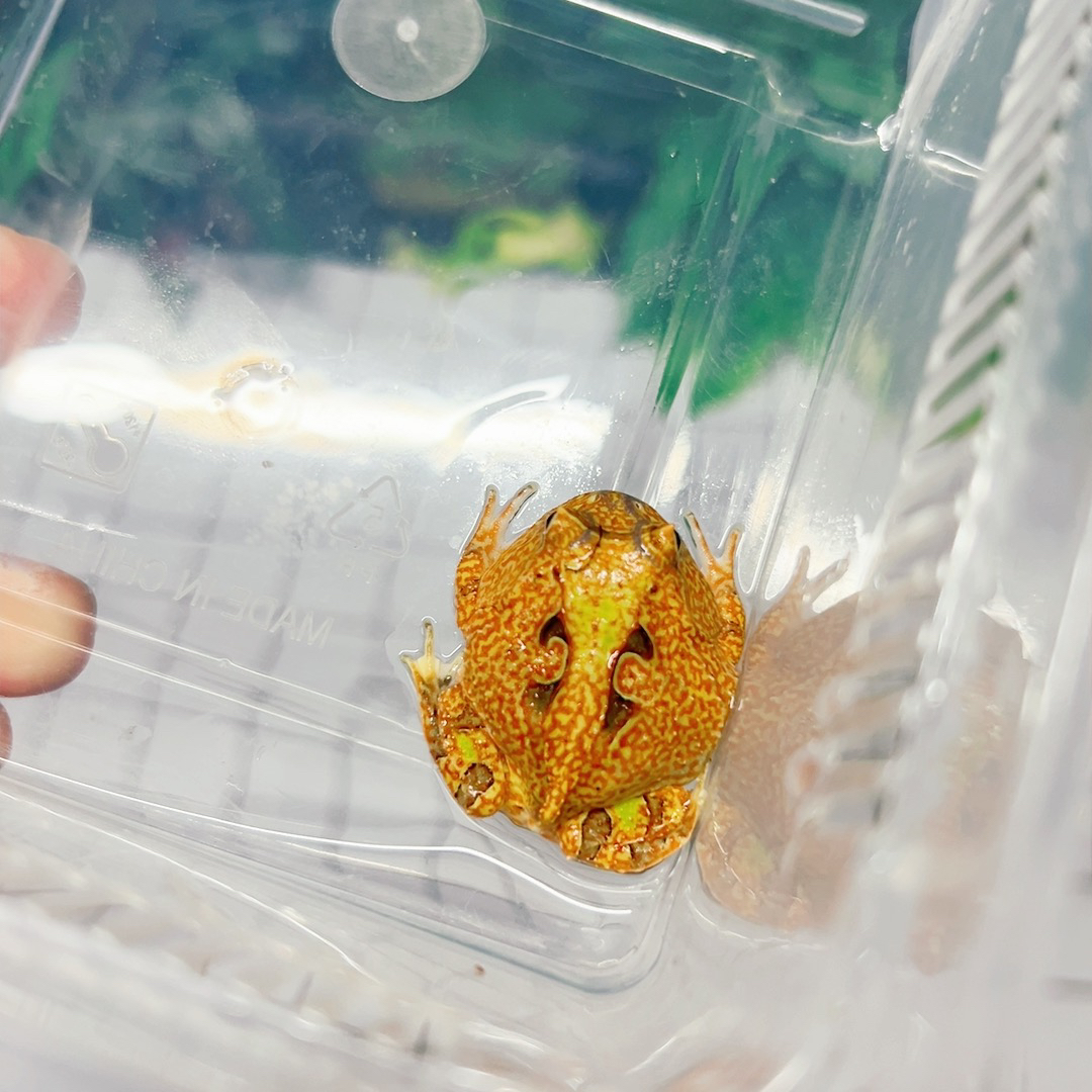 原色双色霸王角蛙饲养教程水族服务南美巴西蝴蝶霸王角蛙