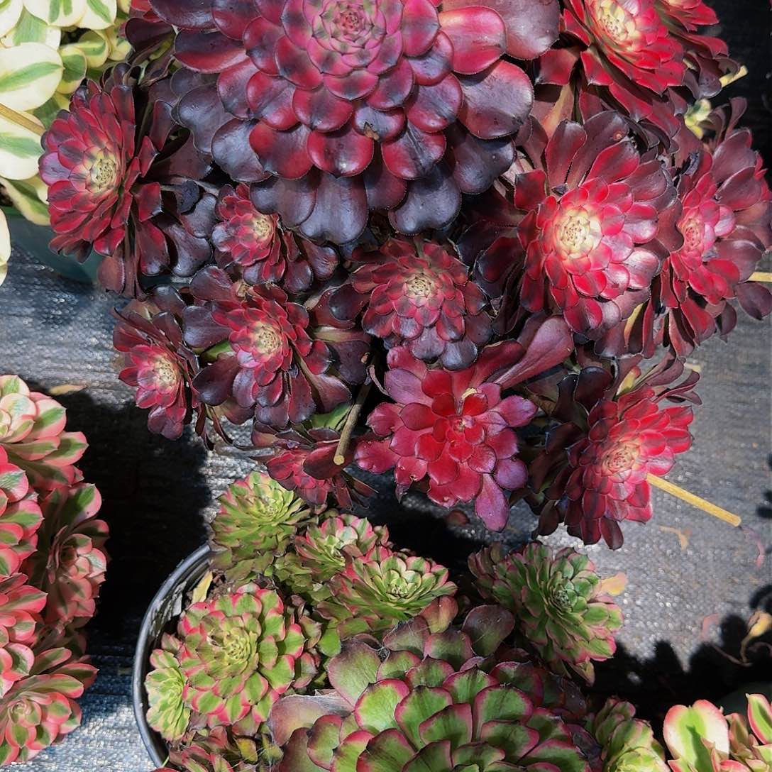 兰*姐547多肉植物法师