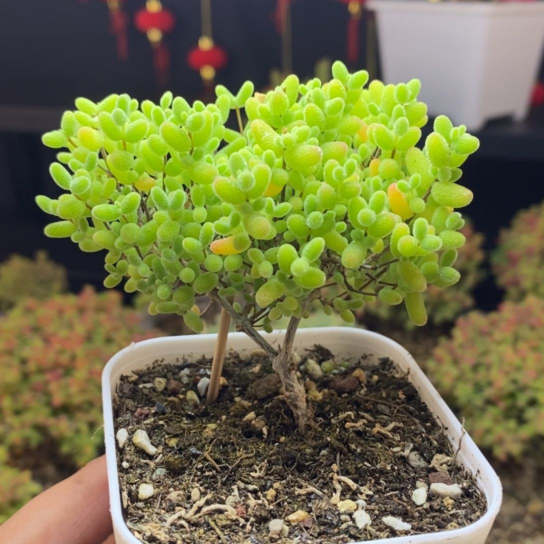 748号蜜橘糖球枝干