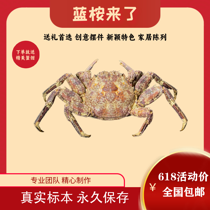 斜纹鳞突蟹标本成品微缩标本家具摆件高颜值收藏装饰创意生日礼物