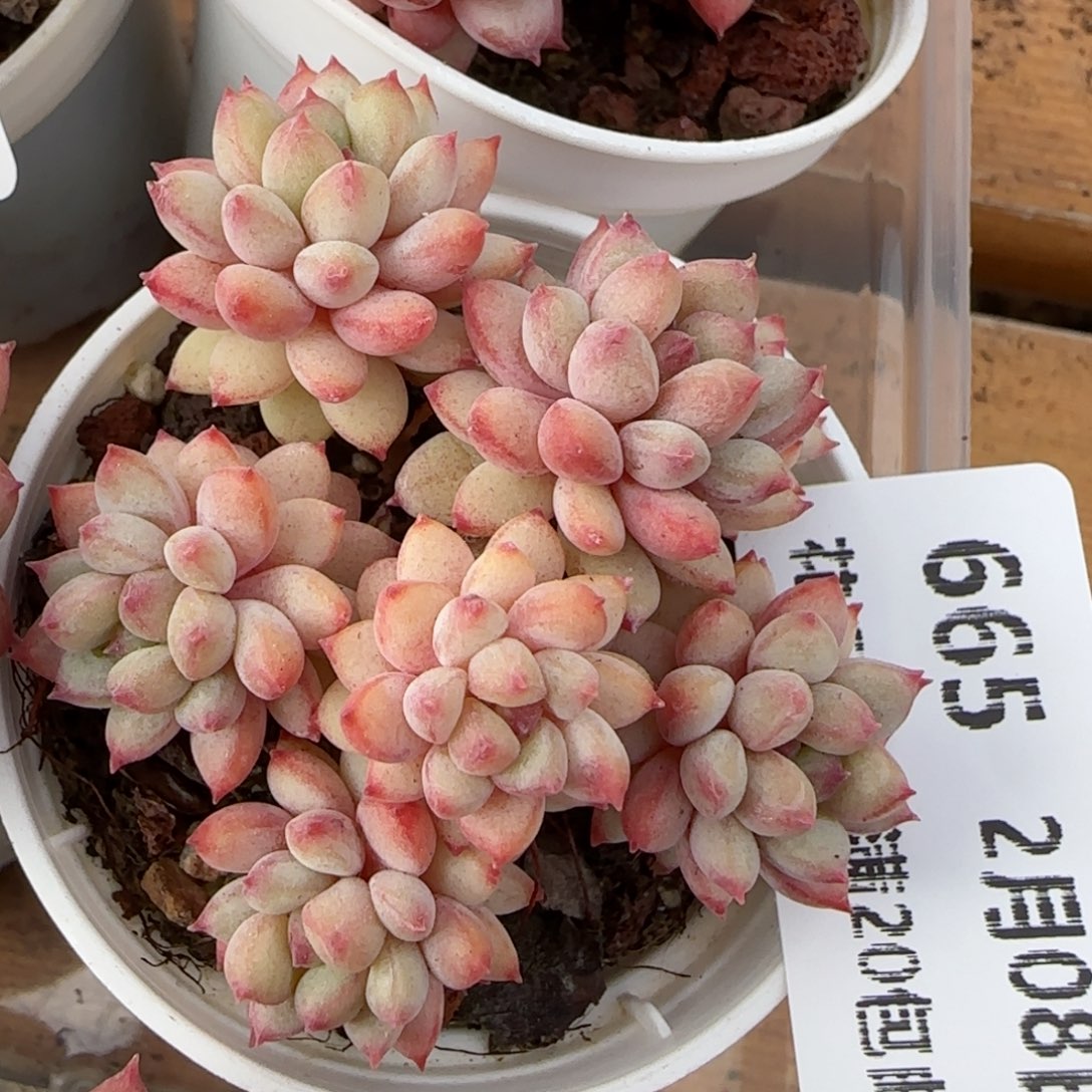 花语逸镜0208-665