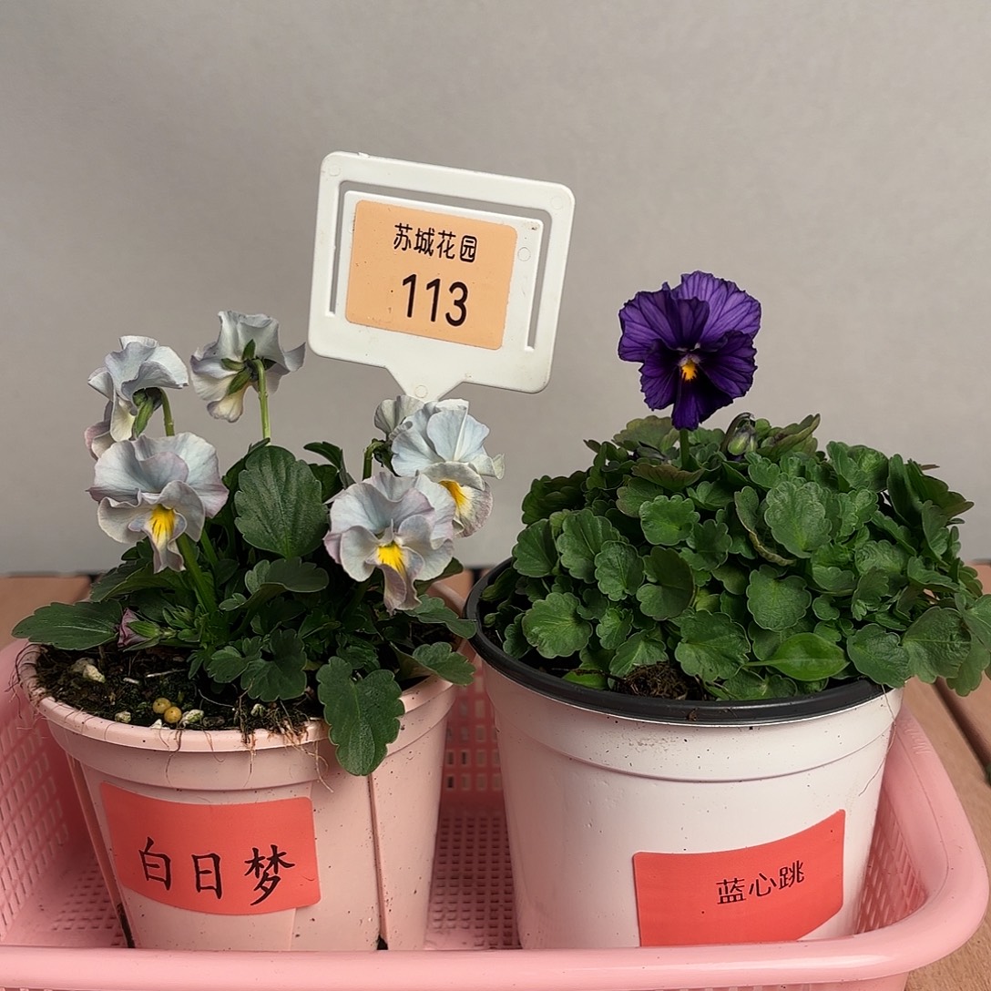 大部分开放少量花苞113