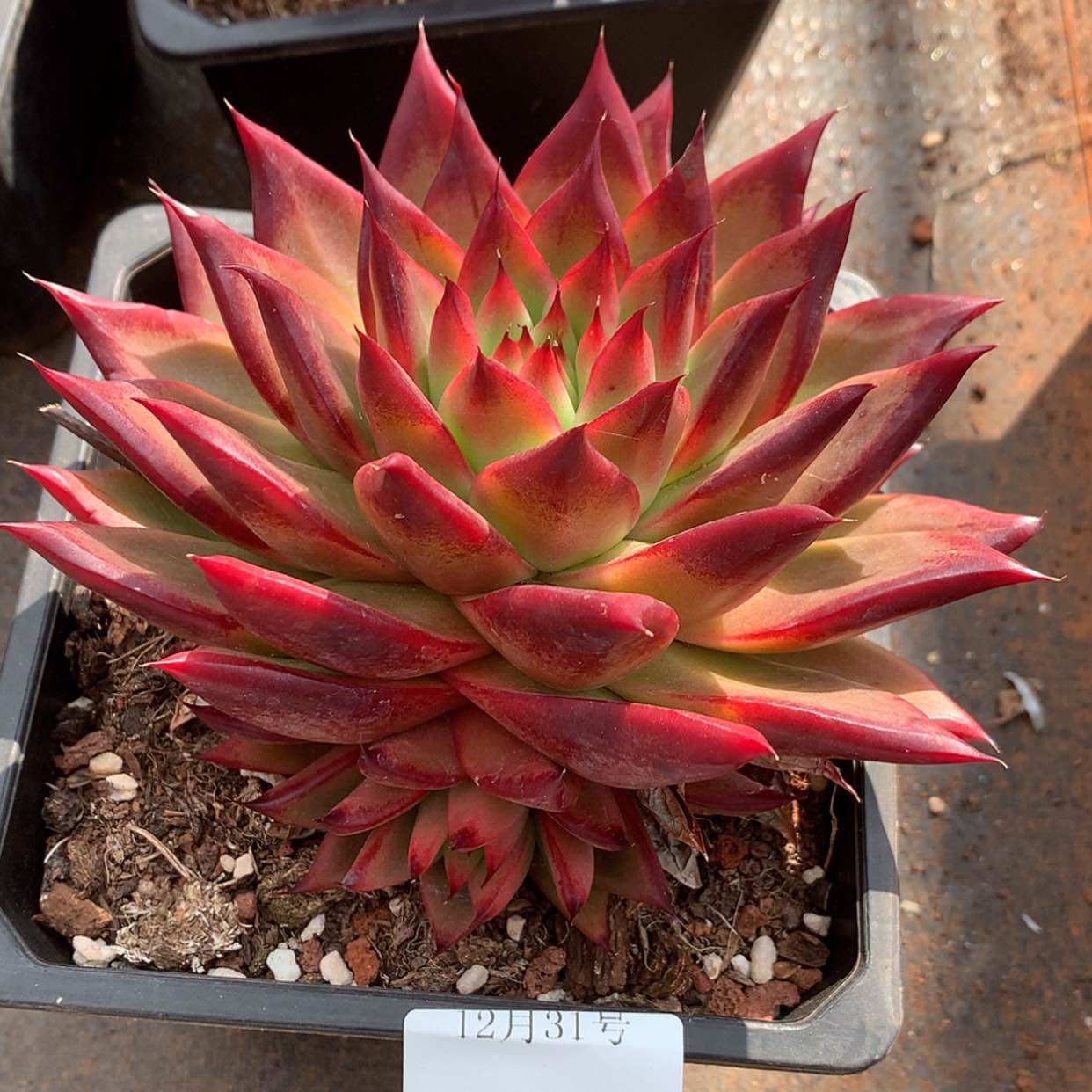 【闪购商品】云1113号墨花15厘米