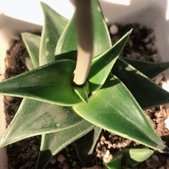 百折芦荟带盆发货124