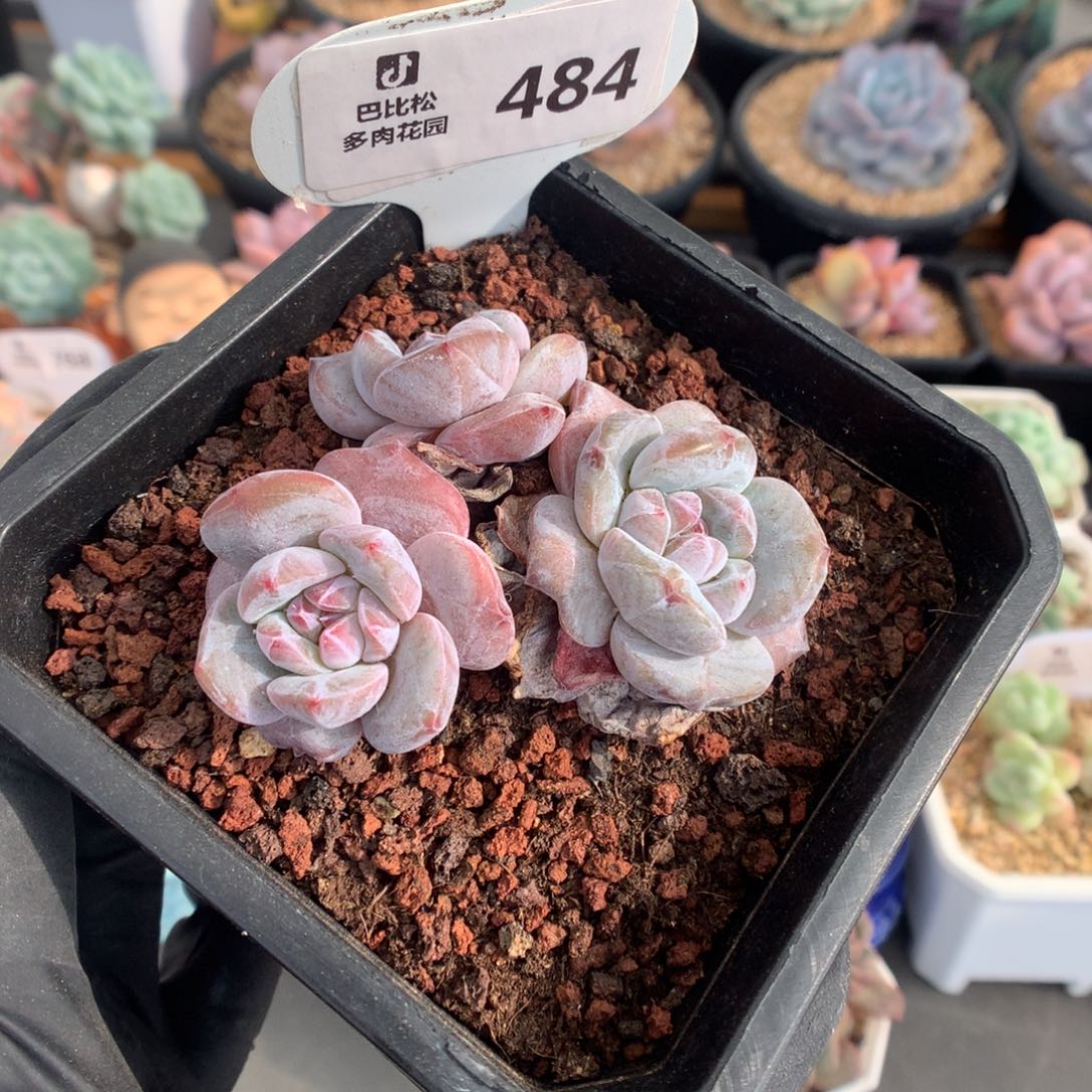 484 三头小脸石榴籽星影