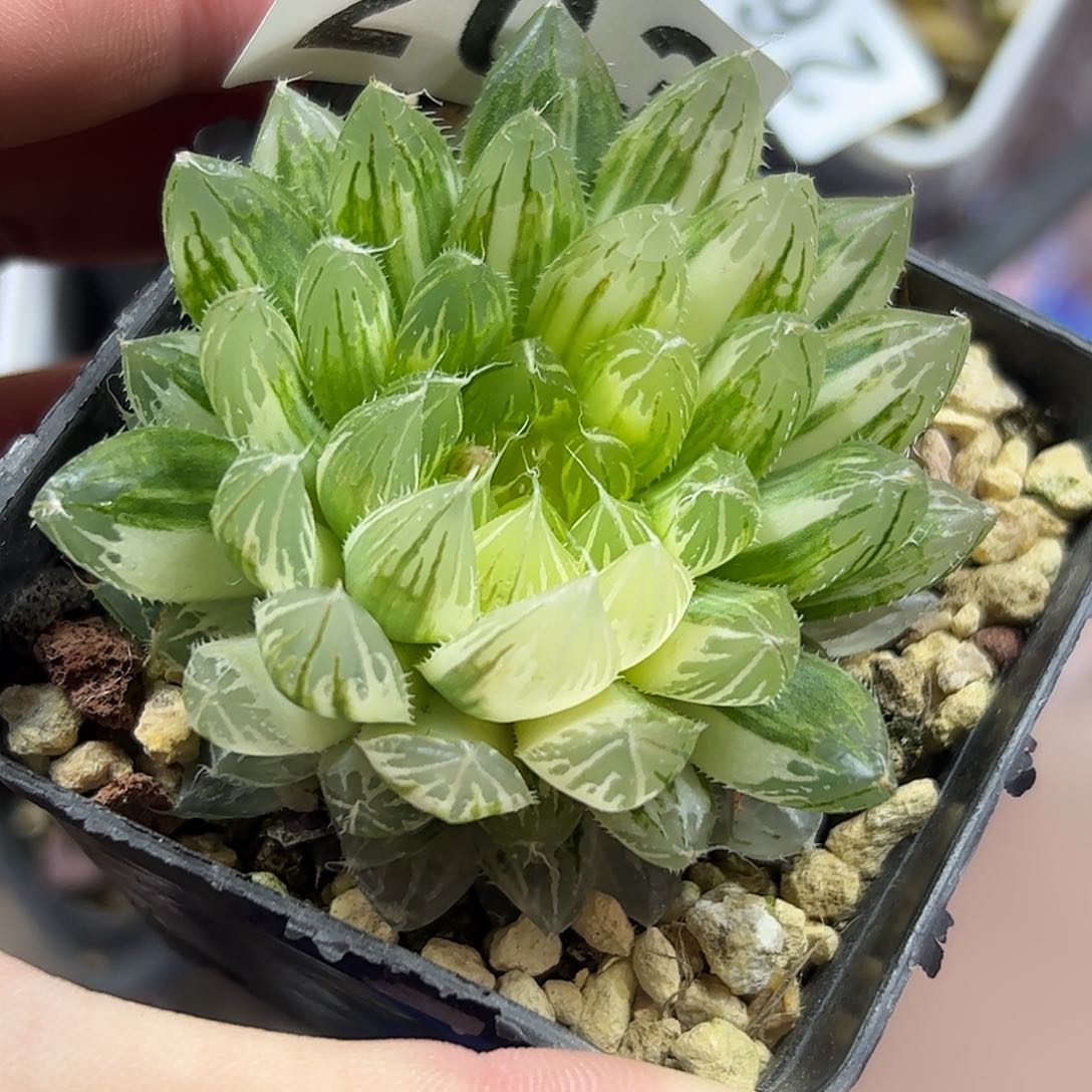 花蝴蝶锦十二卷多肉植物满