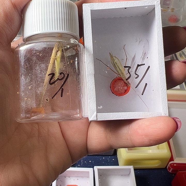 用***2蟋蟀哈哈哈哈哈哈哈哈哈哈哈