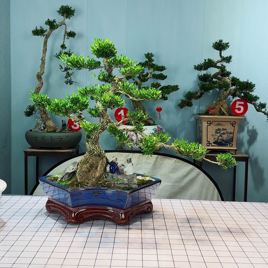 自***6广东皱皮雀舌黄杨
