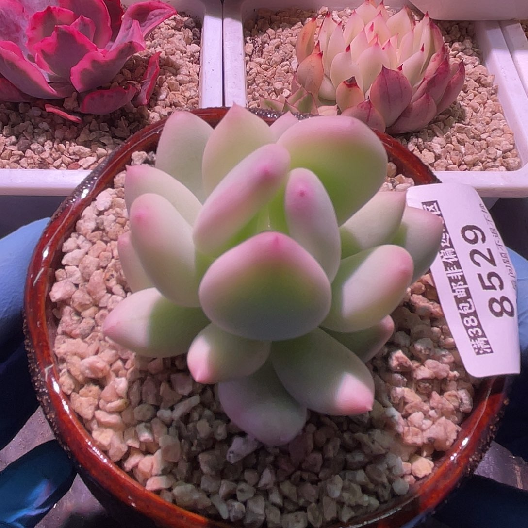 尚品园艺福利锦8529