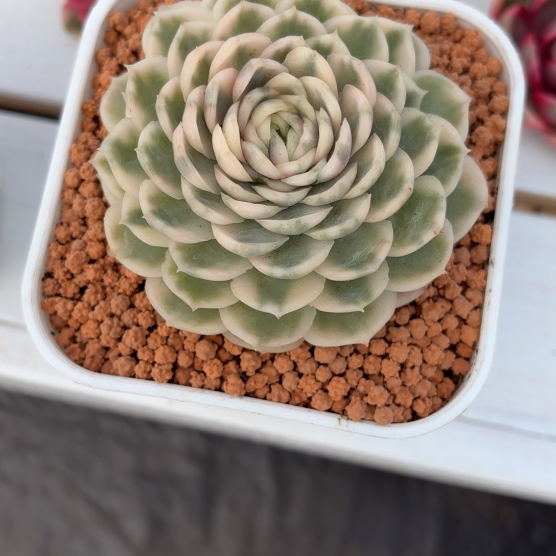 圆叶昂斯诺锦多肉植物