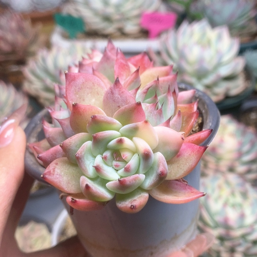 037锦锦锦锦锦锦锦锦