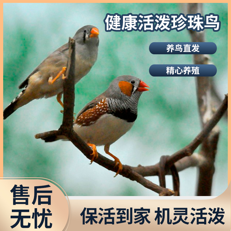 亲人上手观赏鸟手养珍珠鸟白色灰色驼色可选  京东顺丰发