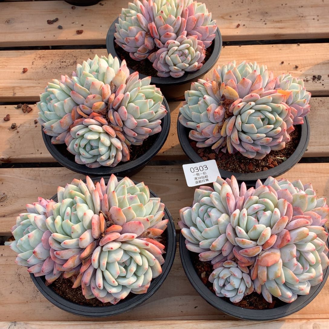 5颗多头梦露0303