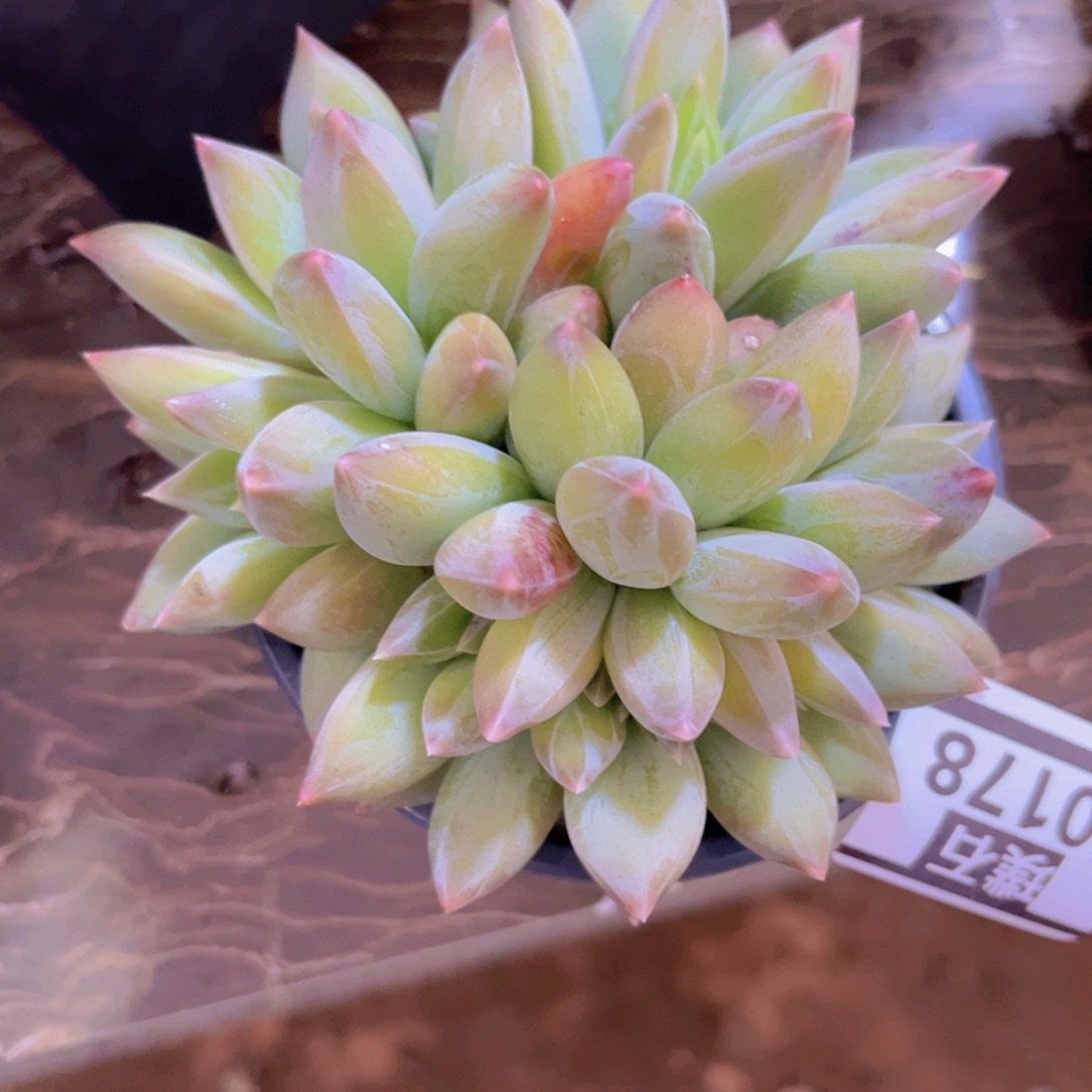 重楼缀30178多肉植物