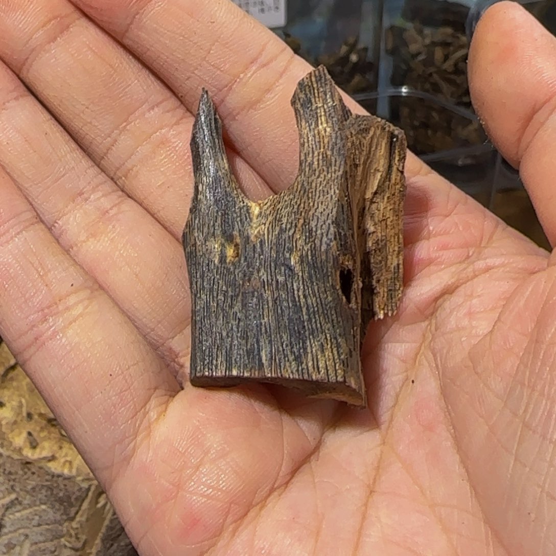 沉香碎屑沉香虫漏福利54