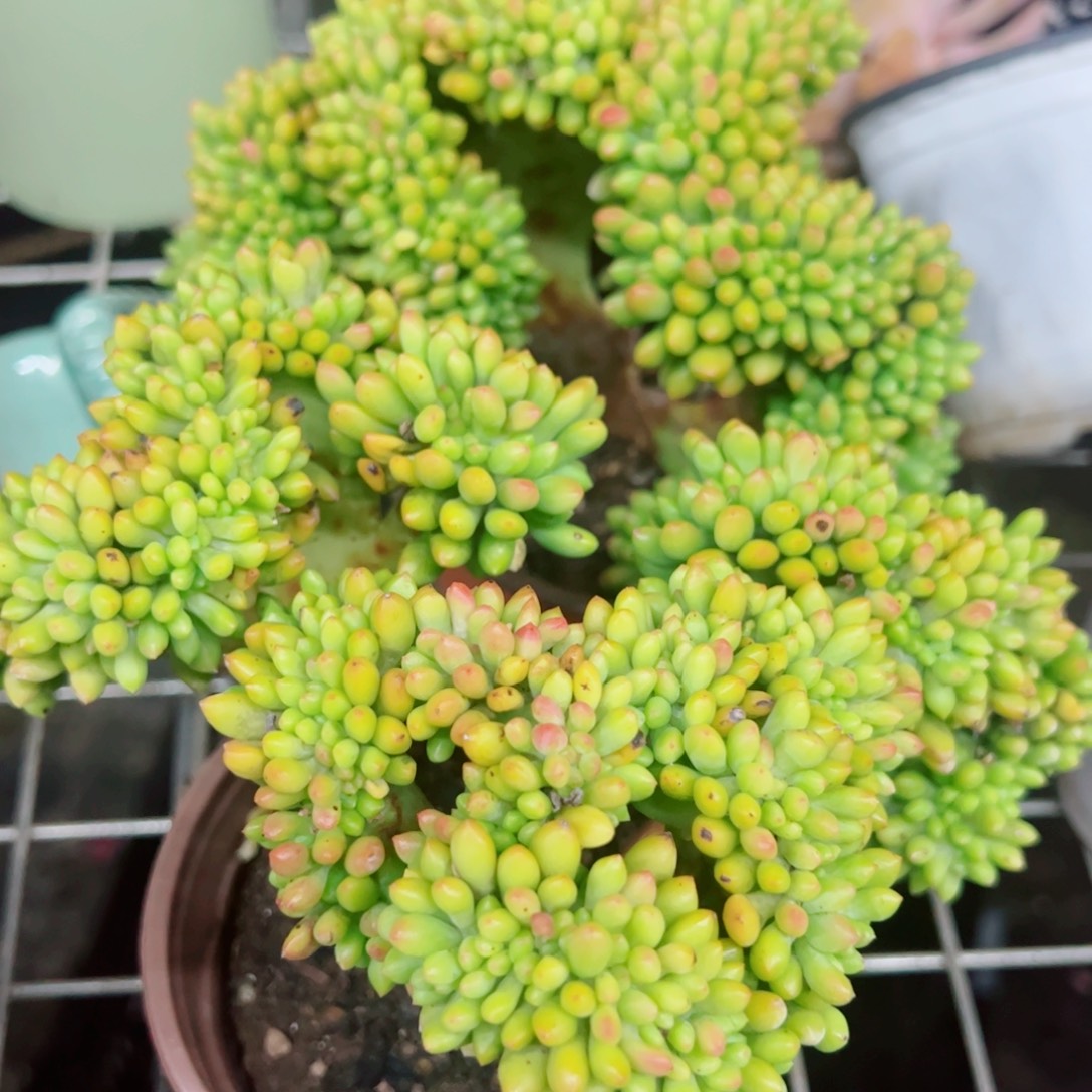 春萌缀化整装整群两盆