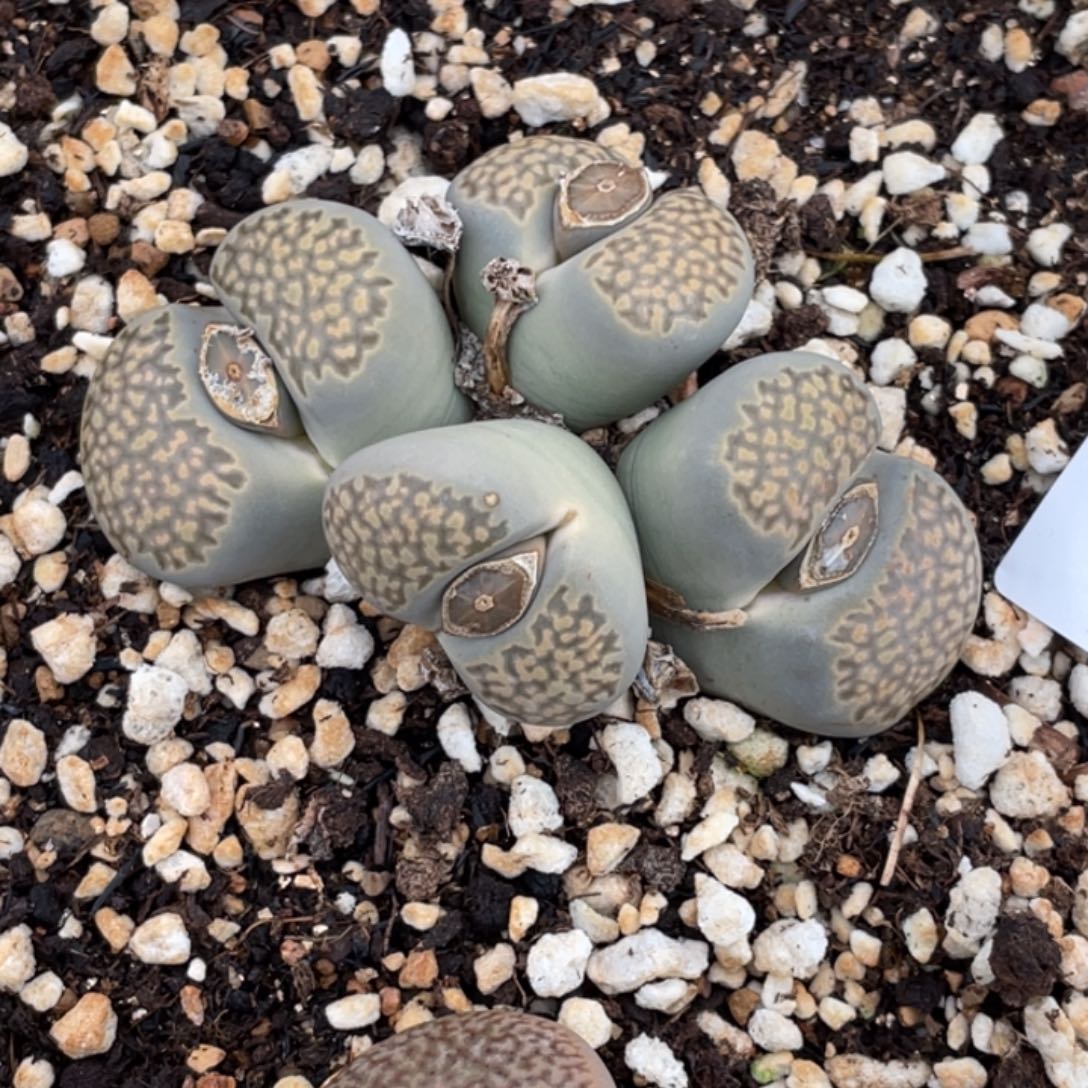 非偏远满20包邮574