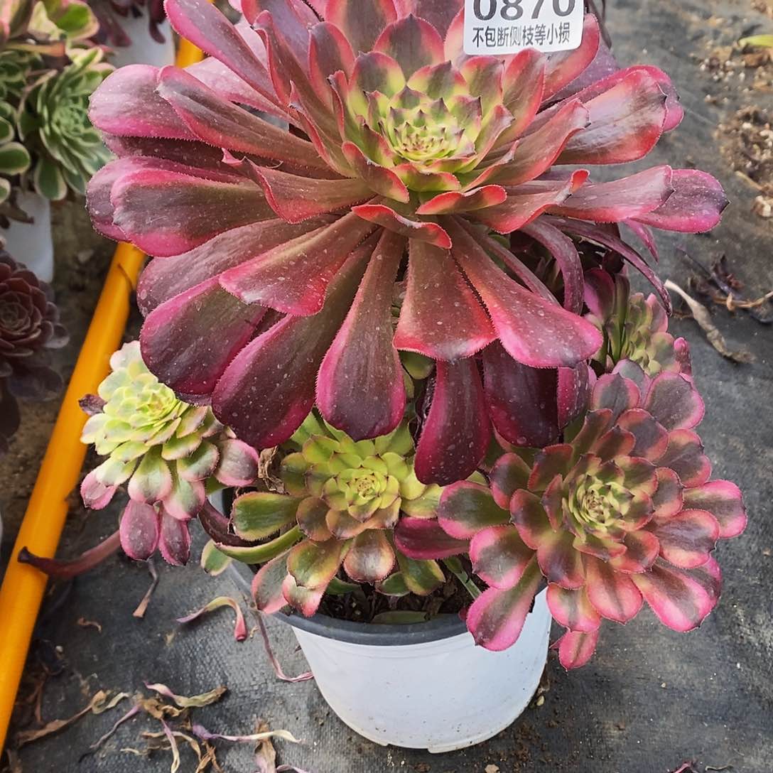 870月婵多肉法师锦