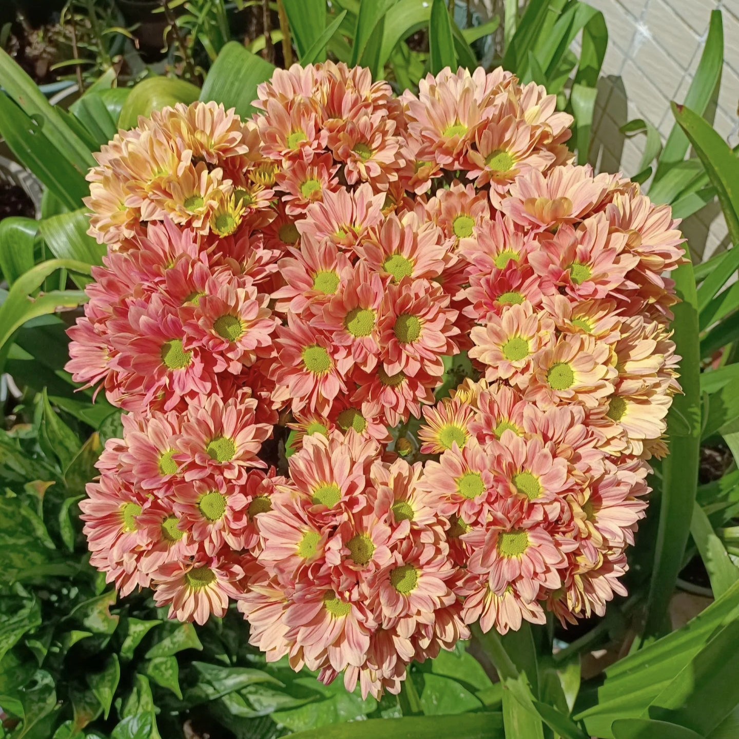 三文鱼小雏菊盆栽花苗带花苞四季花卉荷兰菊草莓熊菊花苗阳台庭院