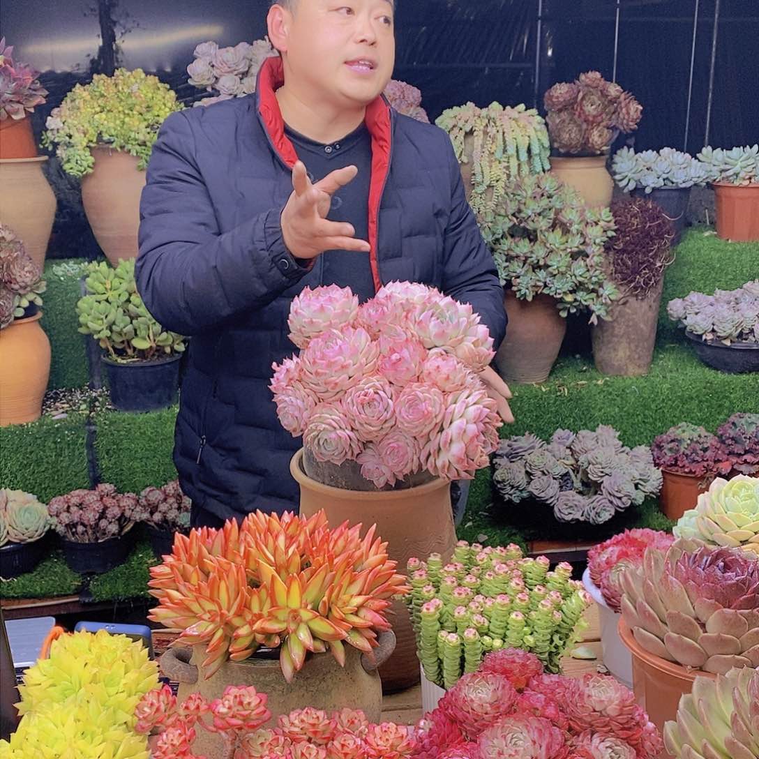 大群生法兰西玫瑰特价