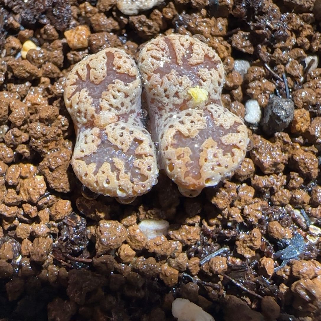 肉锥多肉植物组合-3km勋章99