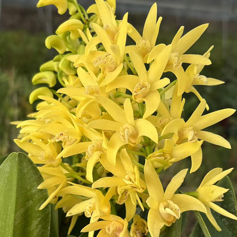 黄大明石斛兰盆景