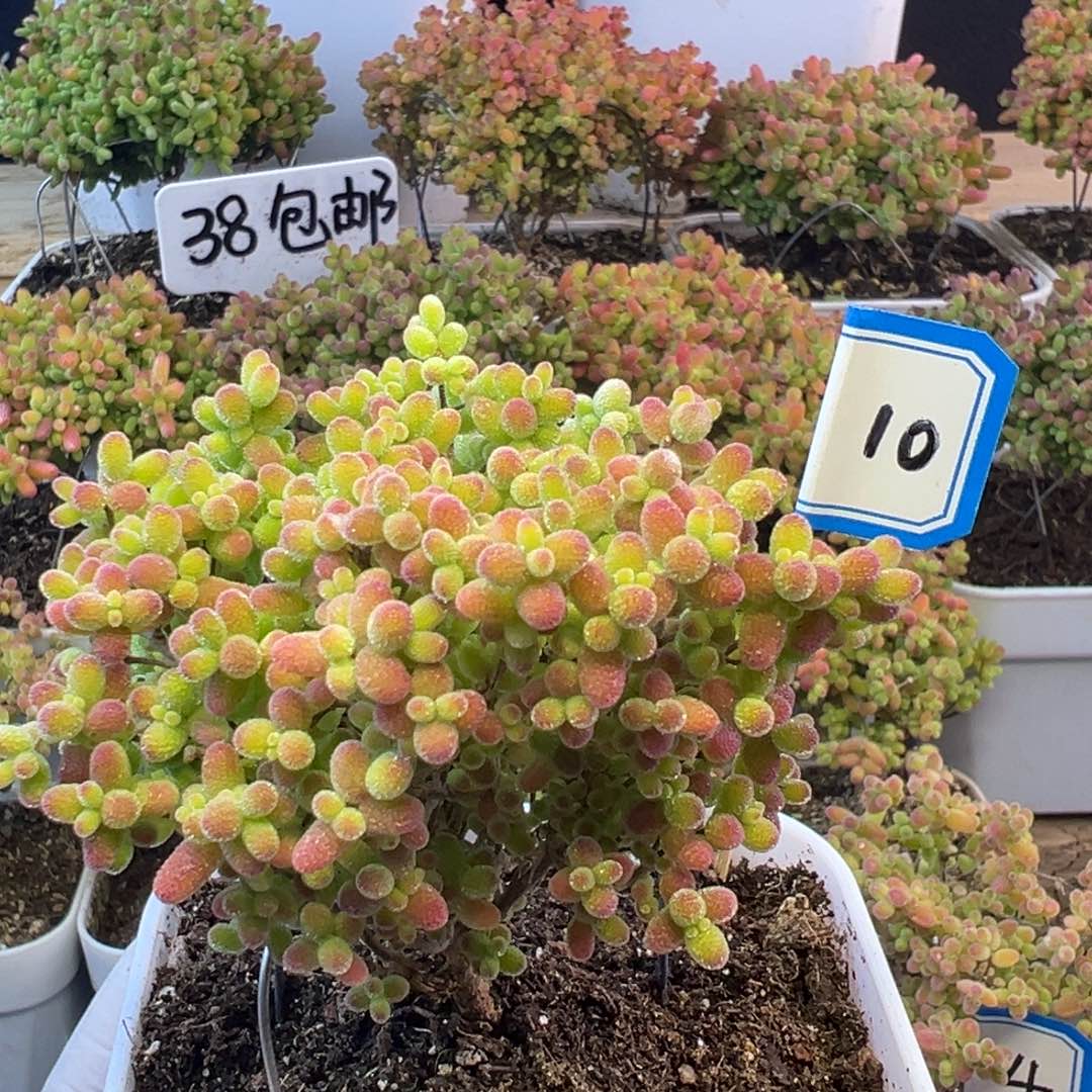 10号 蜜橘糖球小可爱们