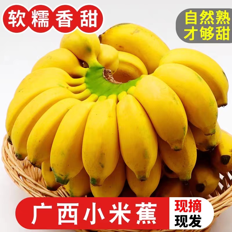 正宗广西小米蕉当季孕妇水果薄皮纯天然鸡蕉香蕉酸甜可口整箱批发
