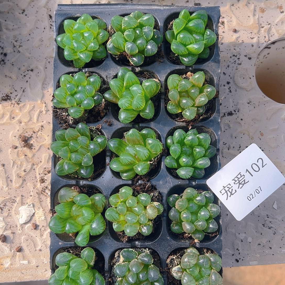 直播福利一物一拍102