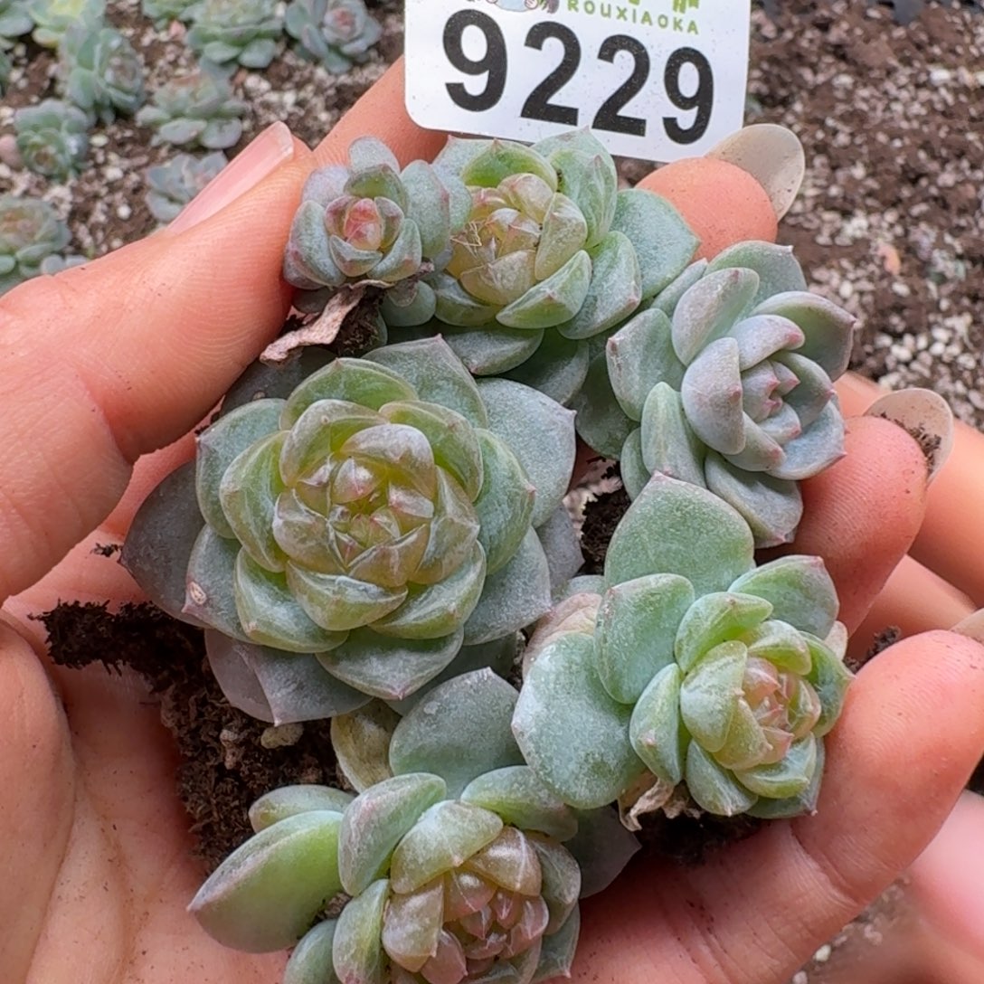 多肉植物多肉植物