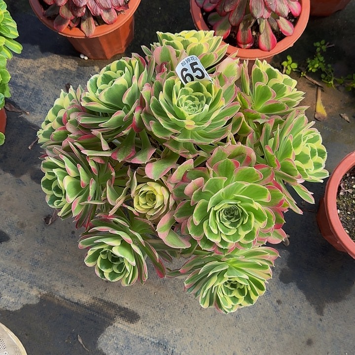 00000000000000655白凤