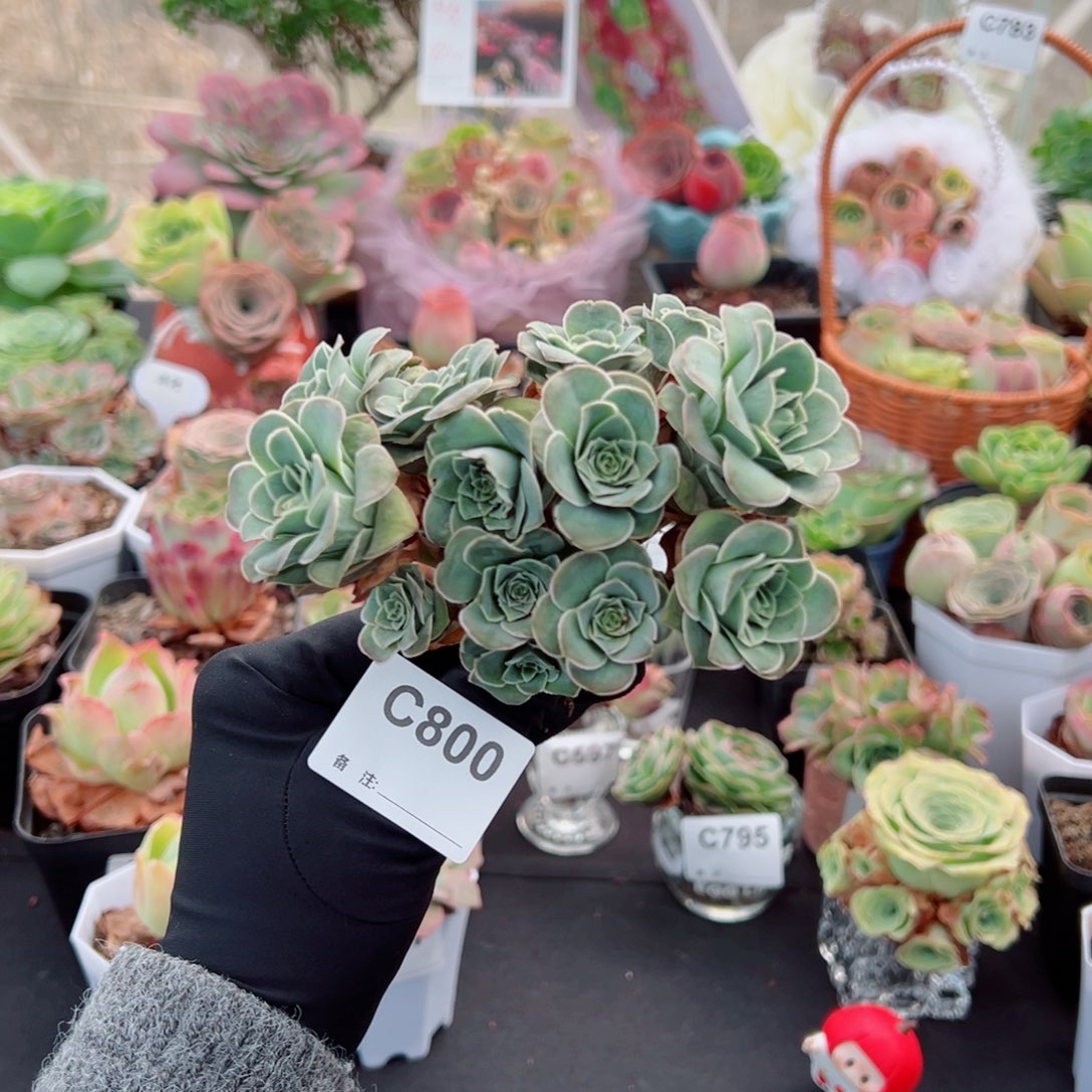 800紫霞仙子花束群。   一物一拍