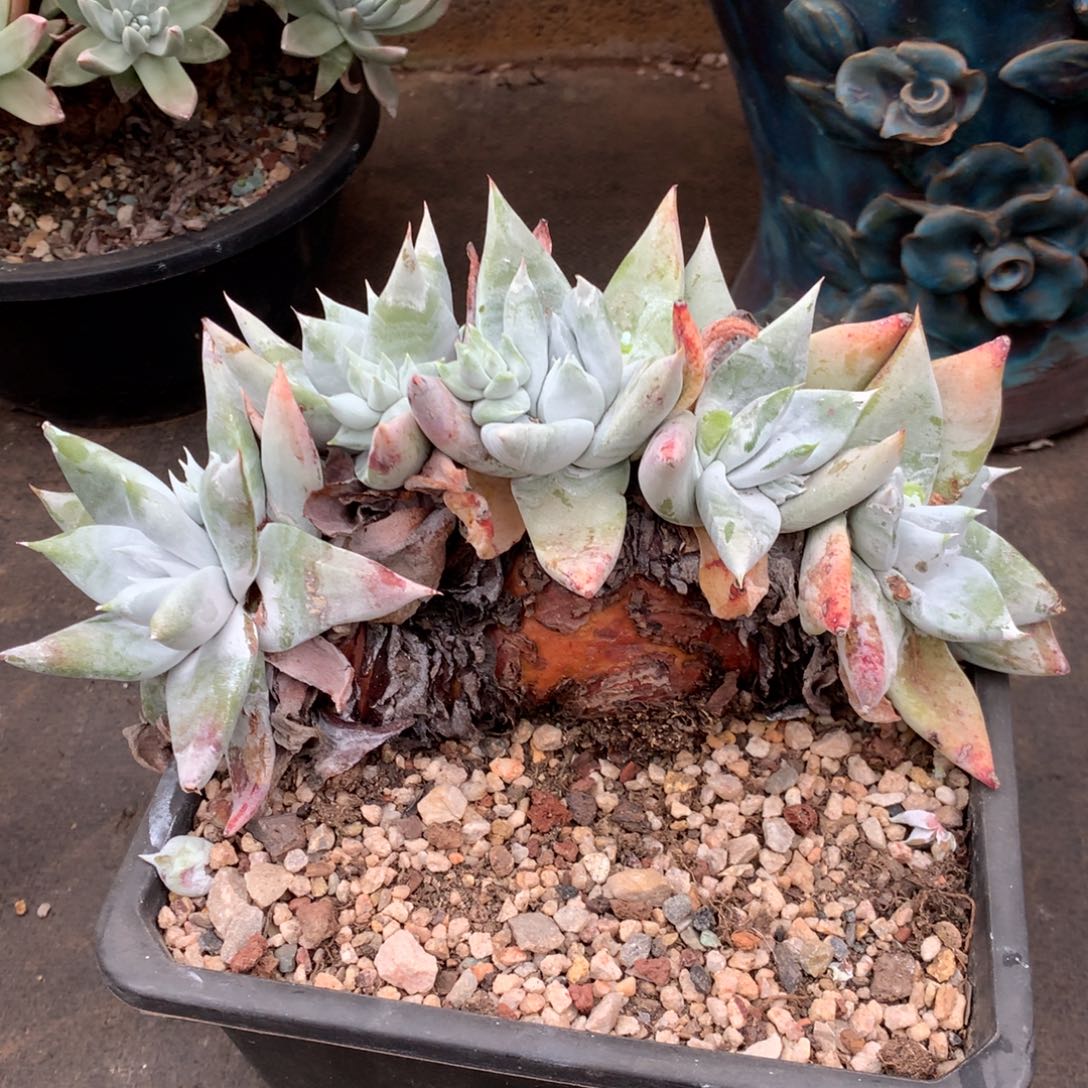 拇指杂，多肉植物