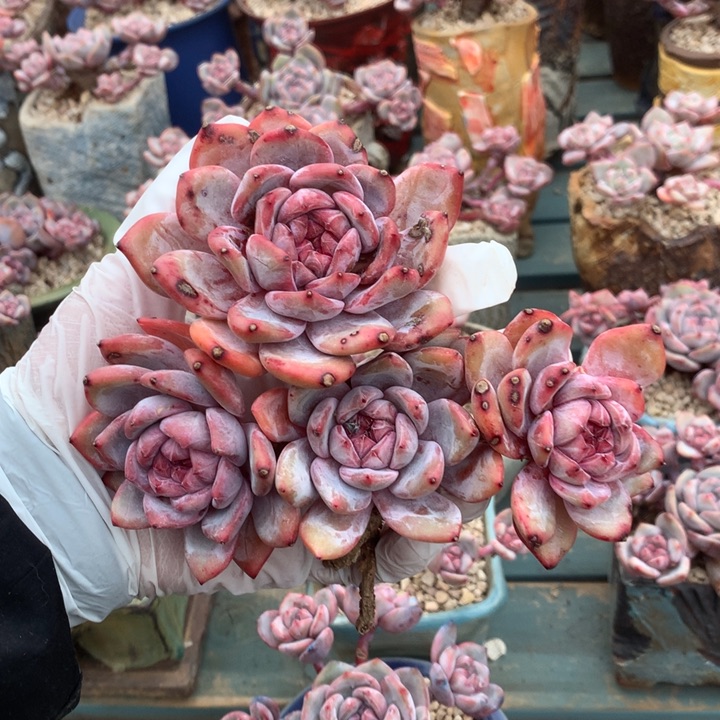 石榴籽花花花花花花花花