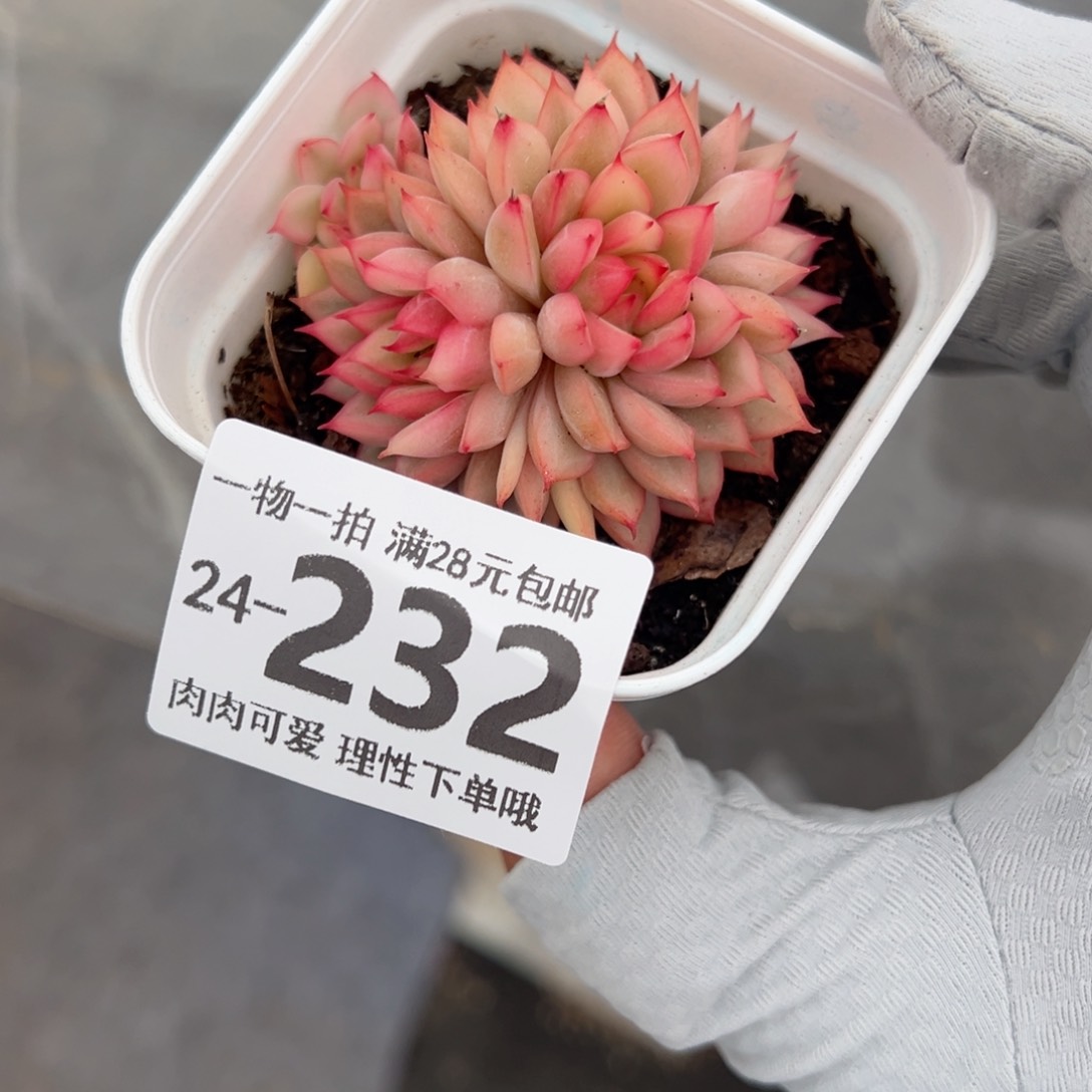 女雏锦多肉多肉多肉多肉多肉多肉