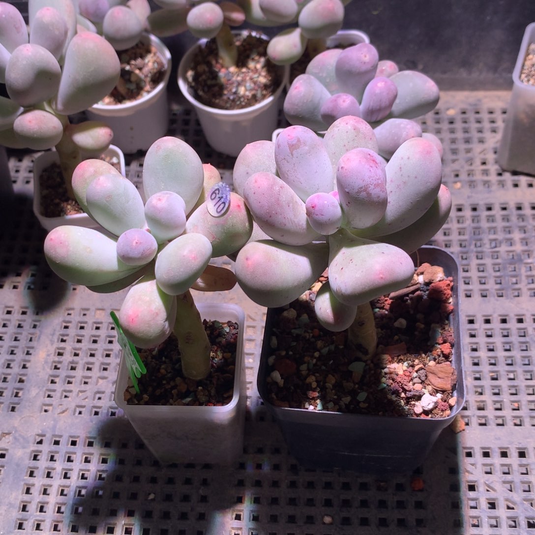 叫***果一起和高后给哈更尴尬