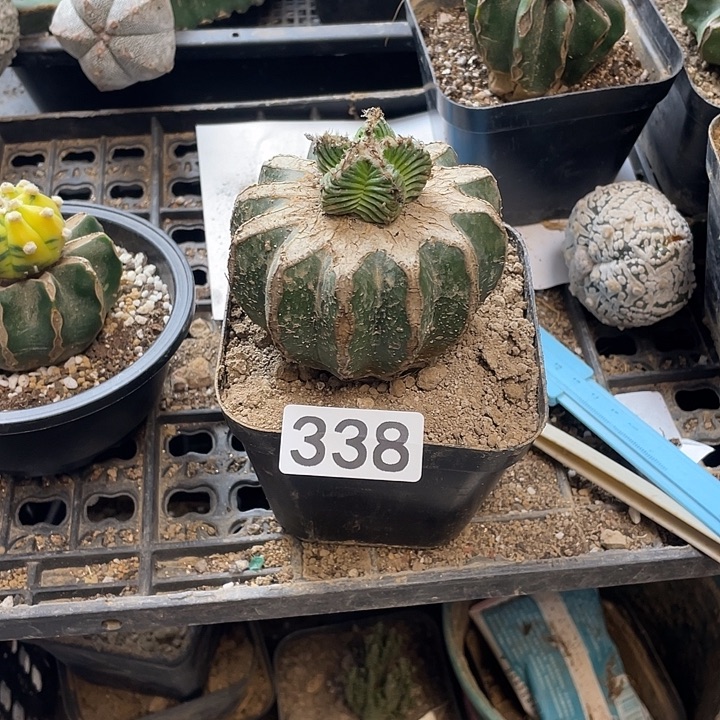 仙人球五星花龙338号