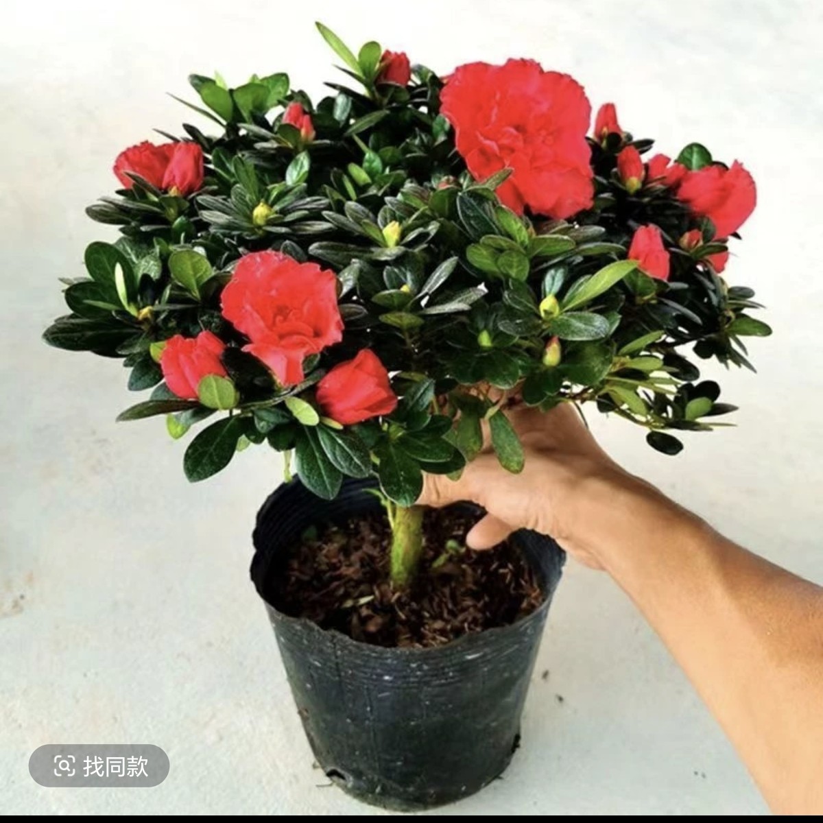 带花苞杜鹃花盆栽四季开花室内外好养耐寒耐热绿植