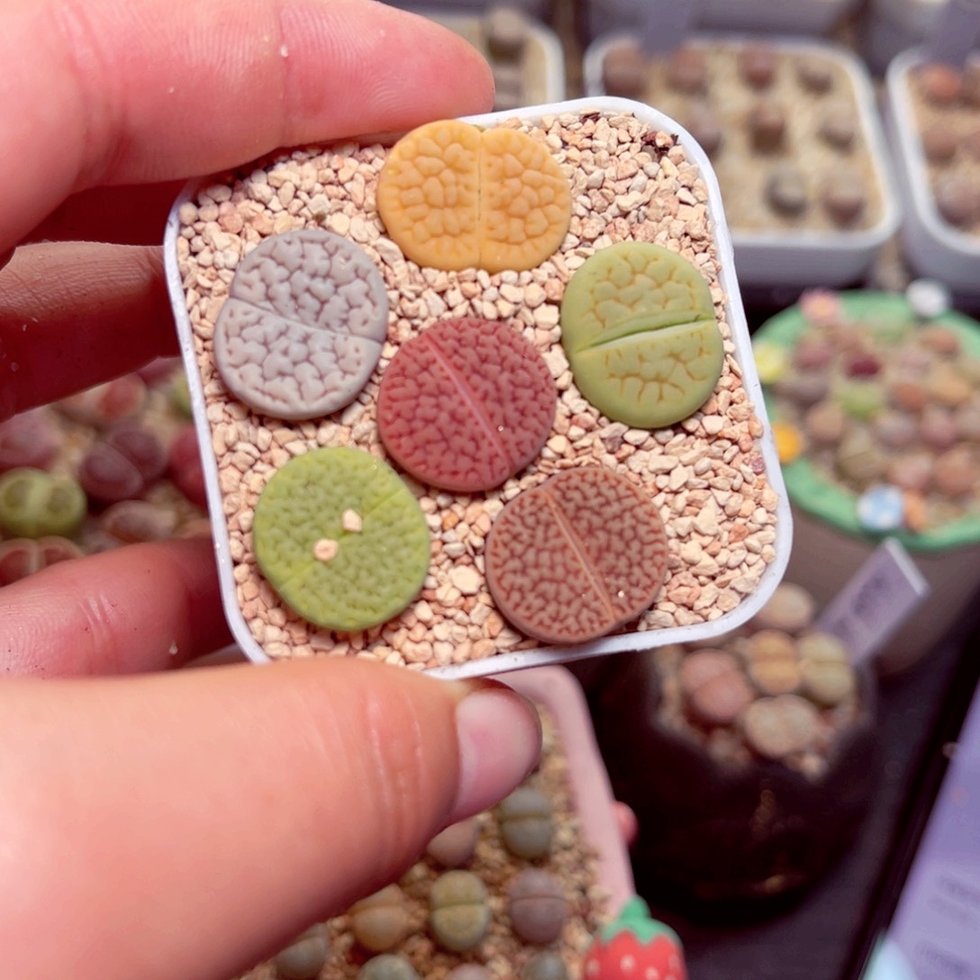 222号带盆人包邮发货