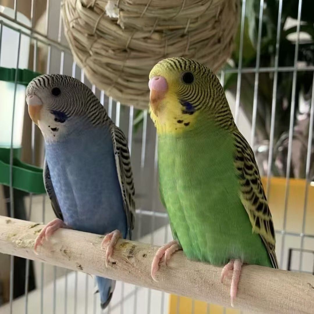 鹦鹉芙蓉听叫活体观赏繁殖宠物鸟十元为差价链接拍鸟提前联系主播