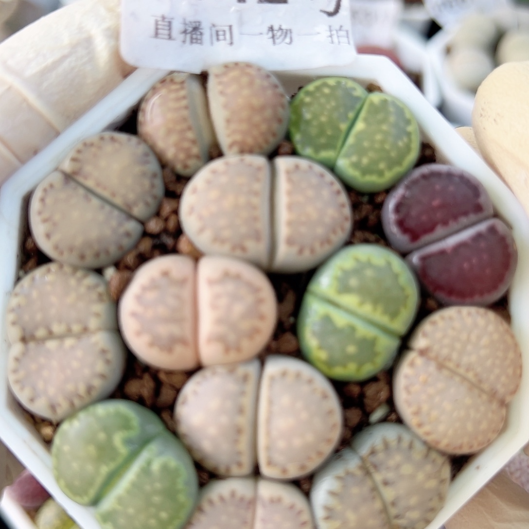 8642四年彩饼干13个1.6cm左右